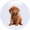 Pet Urine Treatment (P.U.R.T.)