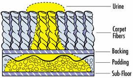 Pet Urine Cutaway